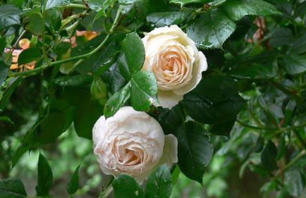 Altes Forstamt im Teutoburger Wald-Fewo Hofgarten - Foto 23