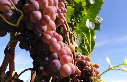 Ansitz Grustdorf - Foto 10