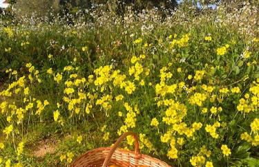 Quinta Vale da Paz - Foto 48