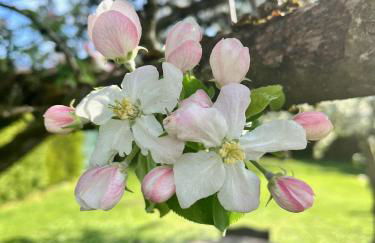 Ferienhaus AlmauBayern - mit Bergblick und großem Garten - Foto 49