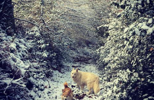 Les Perruchons ancienne grange rénovée avec soin - Foto 68