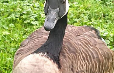 Ferienwohnung Steffenshagen - Foto 28