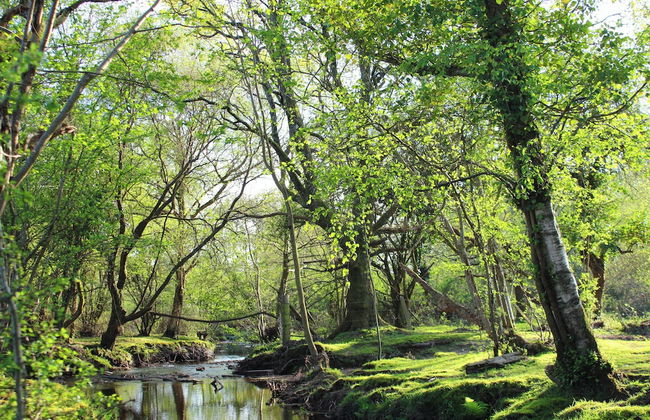 Forest Palms - Foto 28