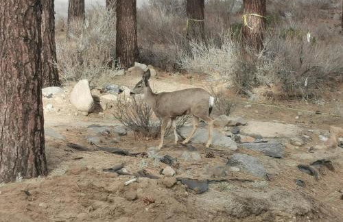 6000 sqft Pine House with indoor swimming pool - Foto 35