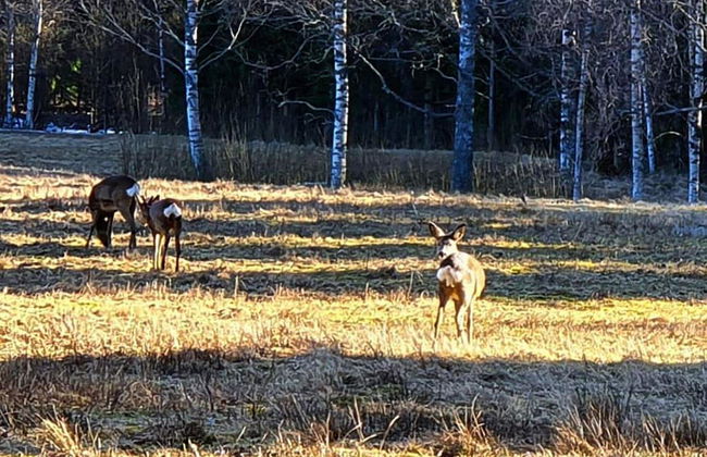4 Person Holiday Home in Karlskoga-by Traum - Foto 16