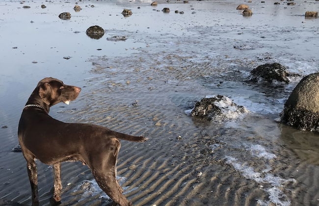 Strandsegård Ferielejligheder - Foto 53