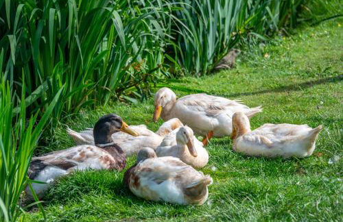 Nutley Farm - Foto 27