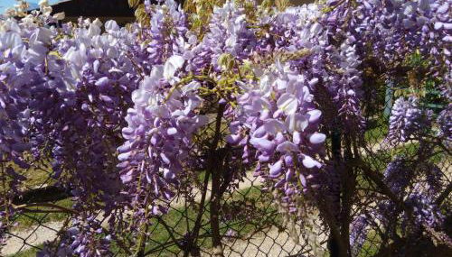 APPARTAMENTO AURORA Val di Sogno - Foto 3, Garden