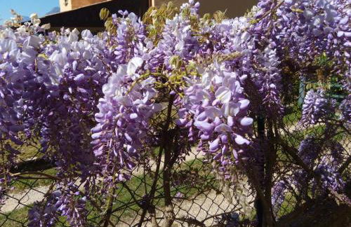 APPARTAMENTO AURORA Val di Sogno - Foto 3