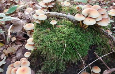 Ferienwohnung am Drömling Südheide - Gerda - Foto 41