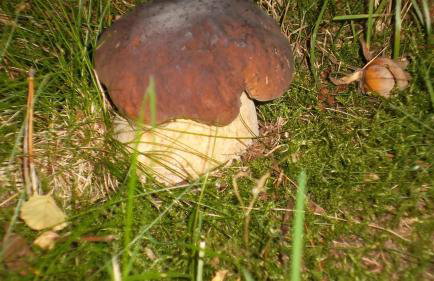 Apartamenty Dom nad Jeziorem - Foto 13