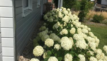 Schwedenvilla Estelle - Foto 5