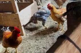 Casa Rural con patio y BBQ en La Vall de Boí - Foto 14