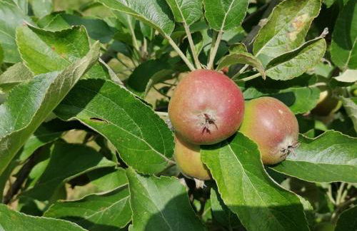 Landhaus SiebenEichen - Foto 43