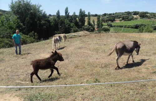 Casa in Gallura - Mare, Montagna, Escursioni - Foto 61