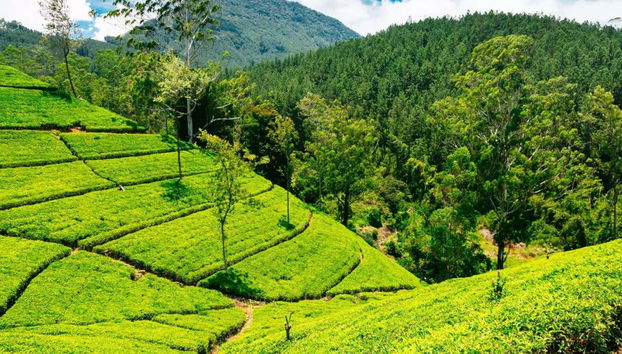 Plantaciones de té en Nuwara Eliya
