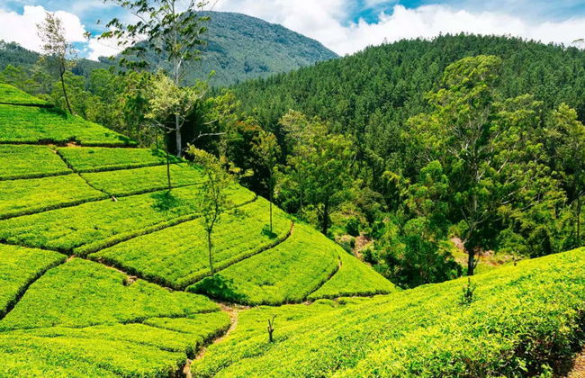 Excursion privée au Parc national de Horton Plains - Photo 2