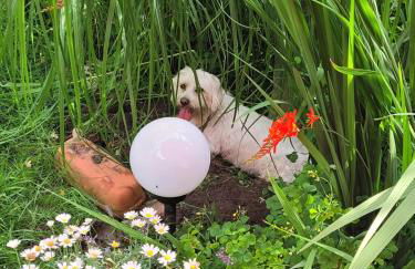 Ferienwohnung Kaminzimmer - Foto 11