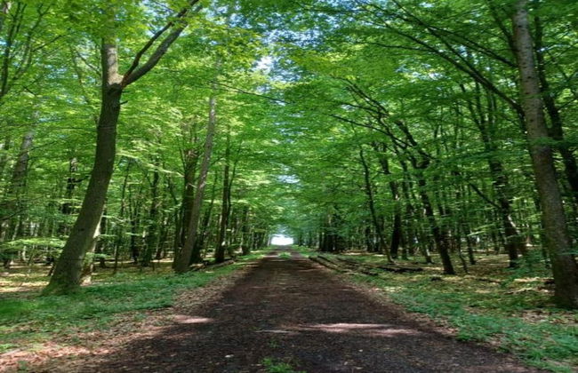 Small Apartment in Hesse With Terrace and Garden - Foto 34