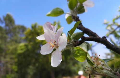 Aroma das Tílias - Foto 31