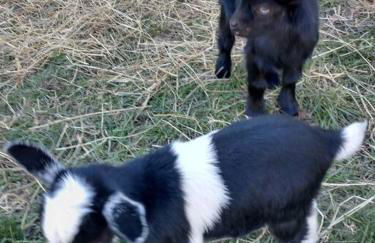 Country Mountain Escape! - Foto 17