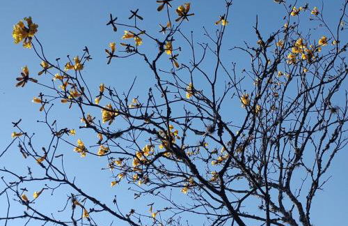 Chalé Serrano - Foto 31