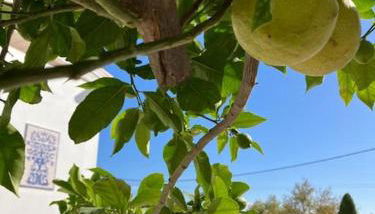 Vila Lana - Heated pool - Sea view - Two independent floors - Foto 4, Garden, sunbed