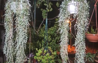 Apartmani Mislav - Photo 51