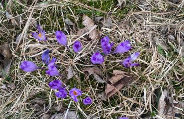 Apartament w górach Gorce - Foto 46