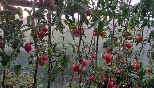 Agroturystyka Porbady - Foto 5