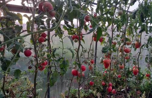 Agroturystyka Porbady - Foto 5