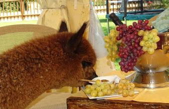 Country House Podere Lacaioli - Foto 62