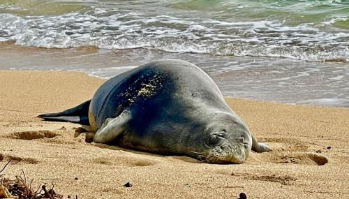 Sea Turtle Cottage - Foto 4