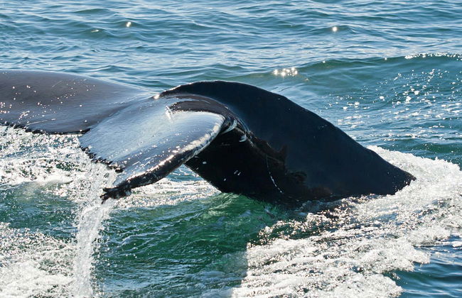 Hólmavík Whale Watching - Foto 2