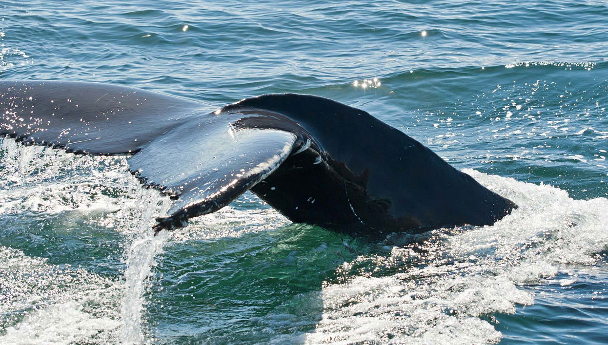 Avvistamento di balene a Hólmavík