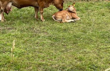 Niederrhein Kaue - Foto 19