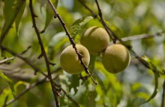 Brenda Lee History 2BR Villa Pool Hot Tub - Photo 65