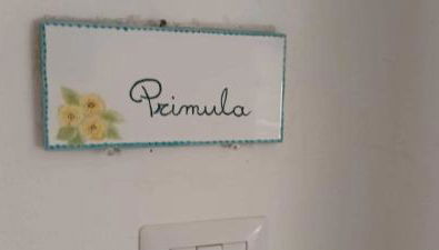 Il glicine - Primula - Foto 2