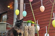 Romantisches Waldhaus mit Privatsauna, Grill und Feuerschtelle - Foto 40