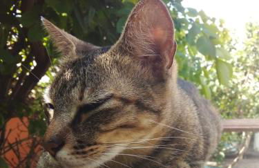 Atelier House - Foto 23