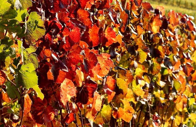 Foahrgaass 7a Modern Retreat - Foto 17