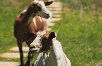 Casa di Voz Suites complex & free gym services by "elite" - Foto 78