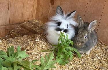 Agriturism Gscnara - Foto 36