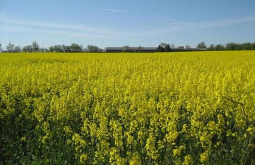 Holiday Home in Kappel Near Forest Edge - Foto 51