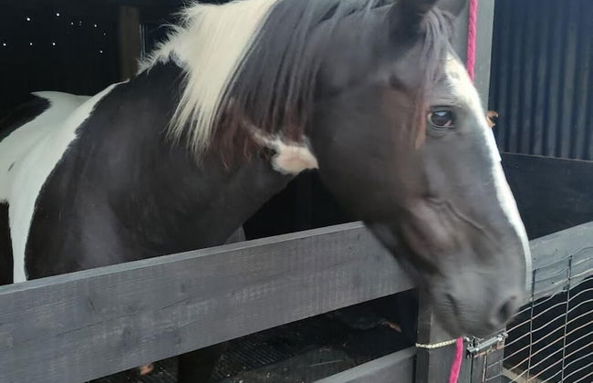 Peaceful Cabin in Skegby -sleeps2- Firer Pit - Foto 21