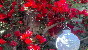 Blue Dream - Amalfi Coast - Foto 5, Garden view