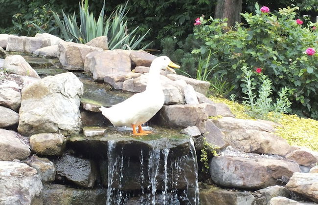 Montrose Farms Alpaca Ranch - Foto 19