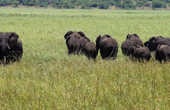 Safári privado pela Reserva Especial de Maputo - Foto 1