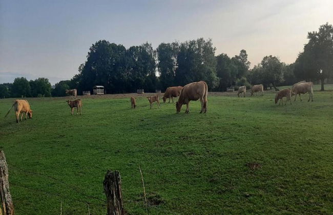 Cozy, Wooden Chalet With Deck, Near Durbuy - Foto 31