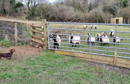 Wild Coastal Retreat at Troed Y Rhiw Aberporth, West Wales - Foto 57